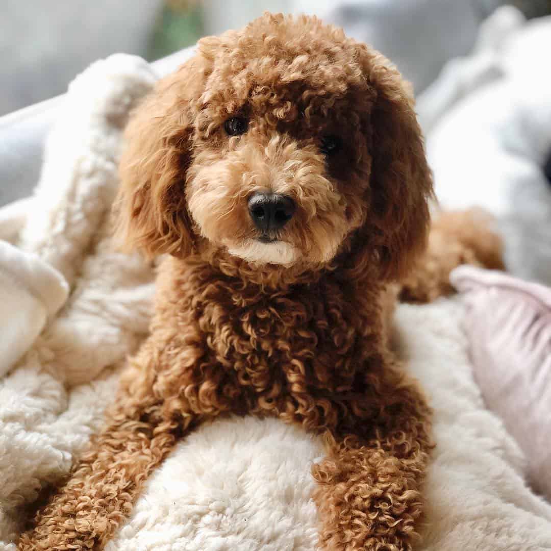 Is there a Miniature Goldendoodle? Yes, there is! - K9 Web