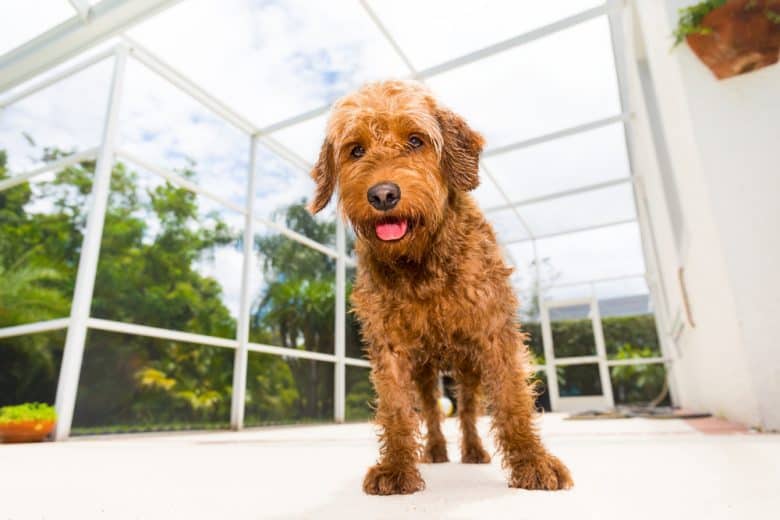 golden miniature poodle