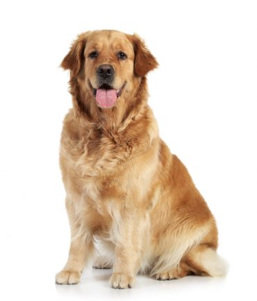 Golden Retriever sitting