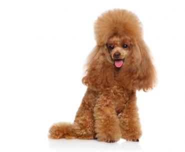 Toy Poodle sitting down