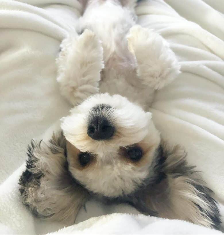 Morkie Dog Guide to Owning a Maltese Poodle Mix K9 