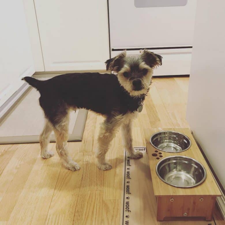 Maltese Yorkie mix with food bowls 