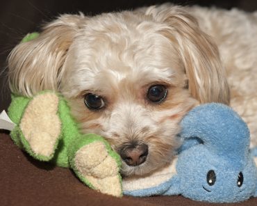 Maltese Yorkie Mix Puppy with toy