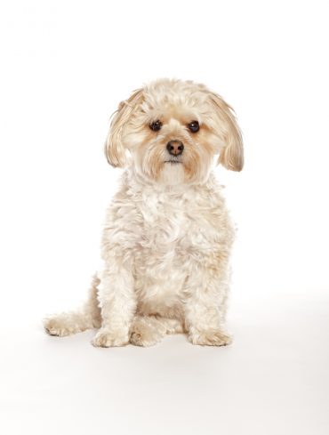 Maltese Yorkie Mix sitting down