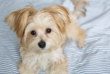 Morkie Welpe