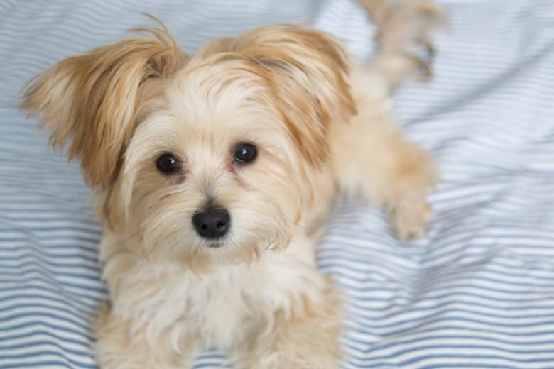 Morkie puppy