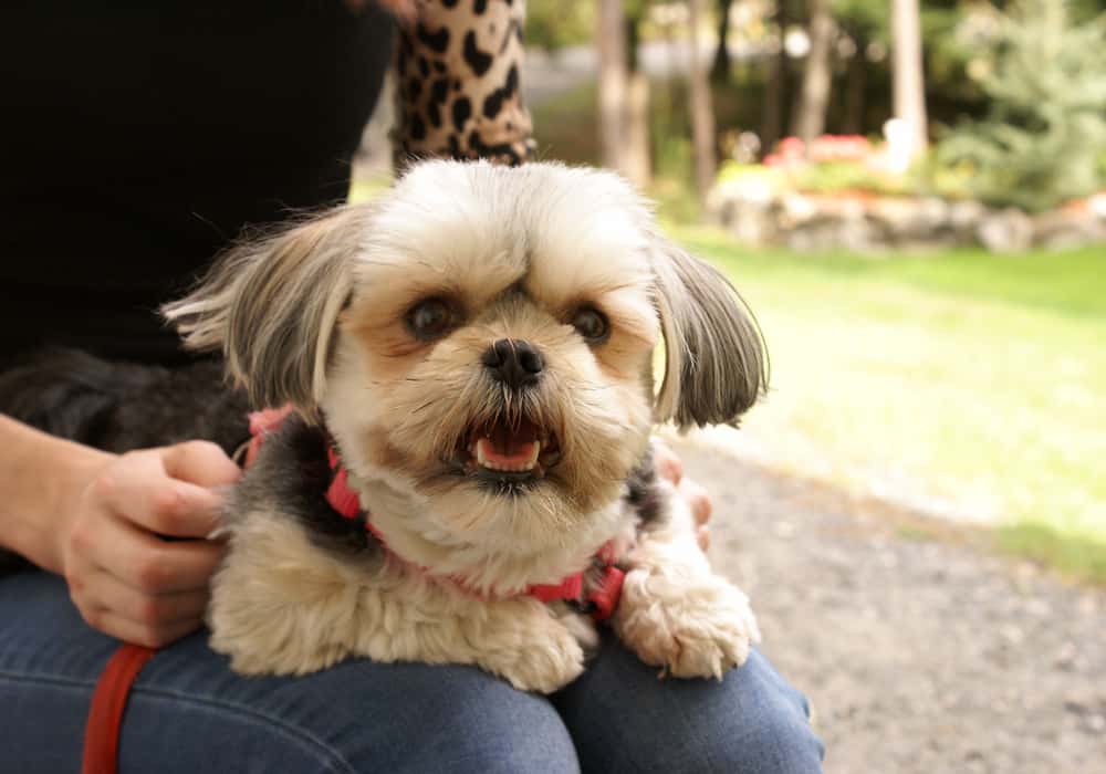 Maltese Yorkshire Terrier on its owner's lap