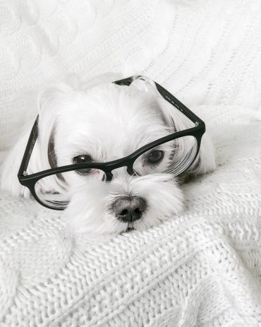 Maltese Yorkie mix wearing glasses