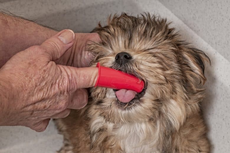 Maltese Yorkie mix puppy getting his teeth brushed