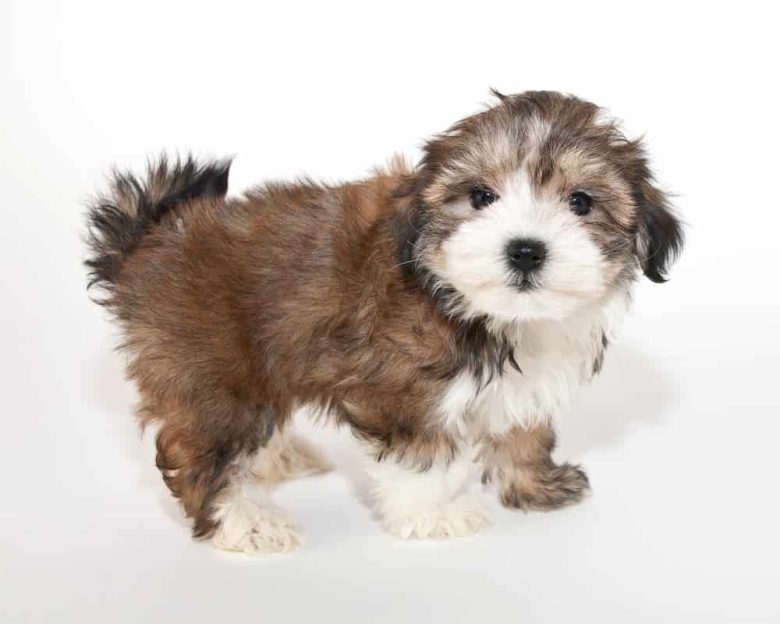 Maltese-Yorkshire Terrier puppy standing up