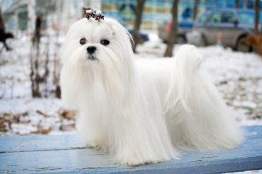 Maltese dog in winter outdoors
