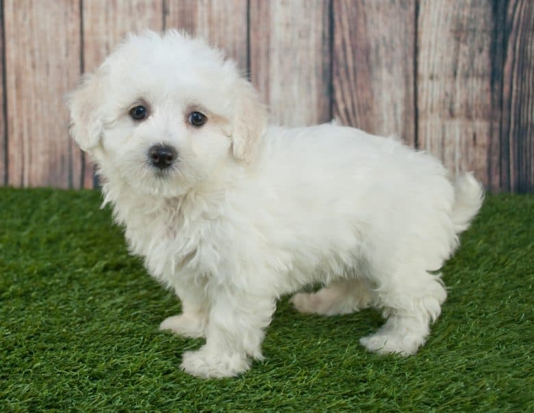 Maltipoo puppy standing in the grass outdoors 