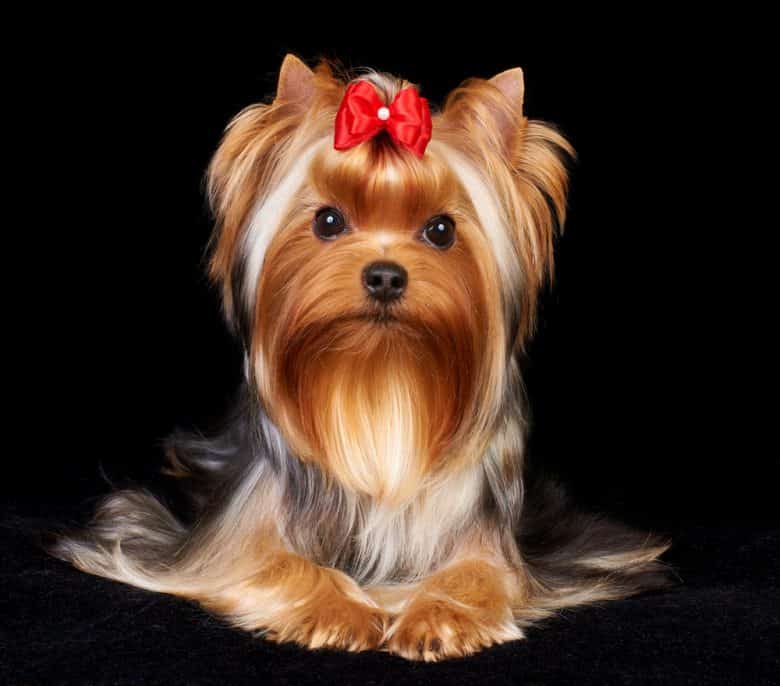 Yorkshire Terrier laying down