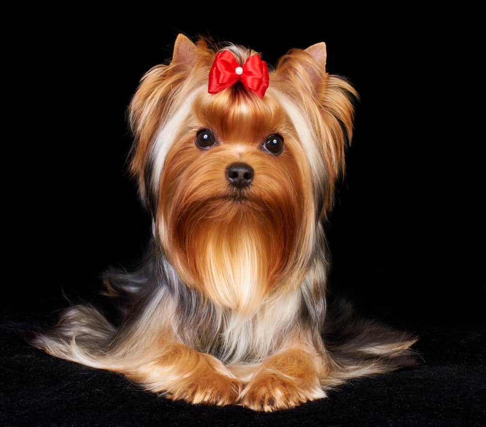 Yorkshire Terrier laying down