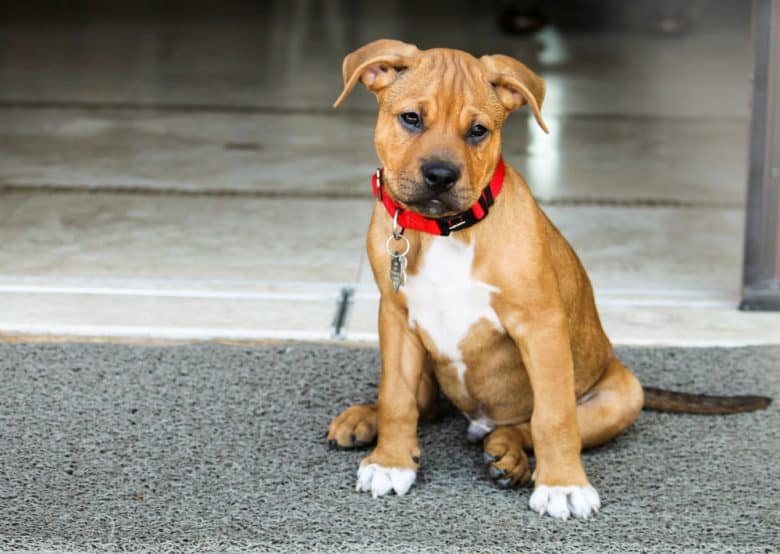 pit boxer mix pit boxer mix