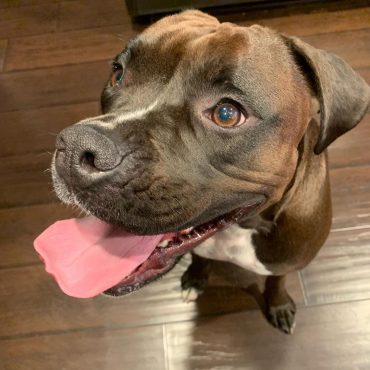 Pitbull Boxer Mix with its tongue out