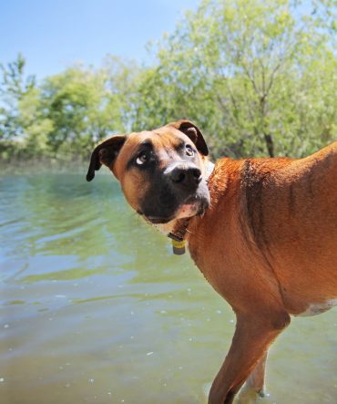 Boxer Pitbull Mix standing in a pool of water