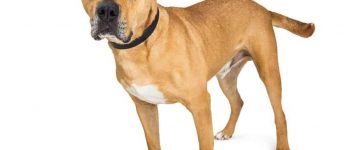 Boxer Pitbull Mix standing