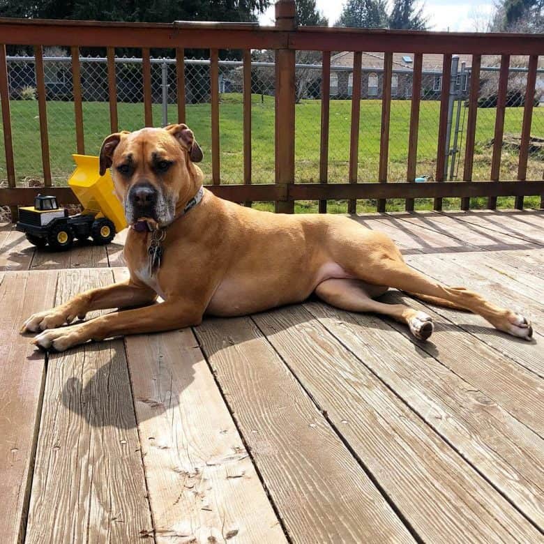 Pitbull Boxer Mix laying on a deck