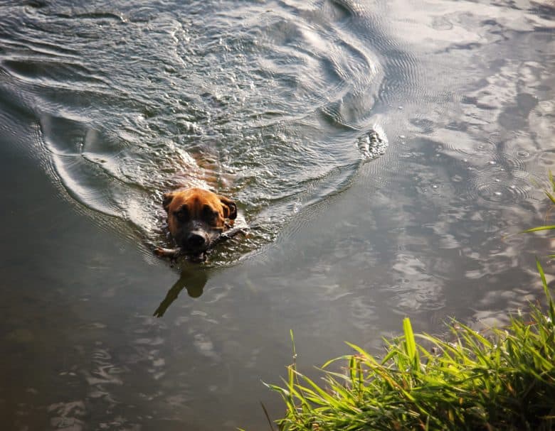 Pitoxer swimming
