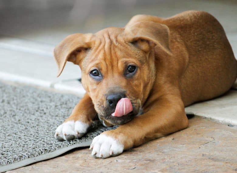 Pitbull Boxer Mix puppy with his tongue out