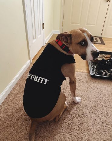 Boxer Pitbull Mix wearing a shirt and sitting on the floor