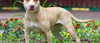 American Pit Bull Terrier standing outdoors