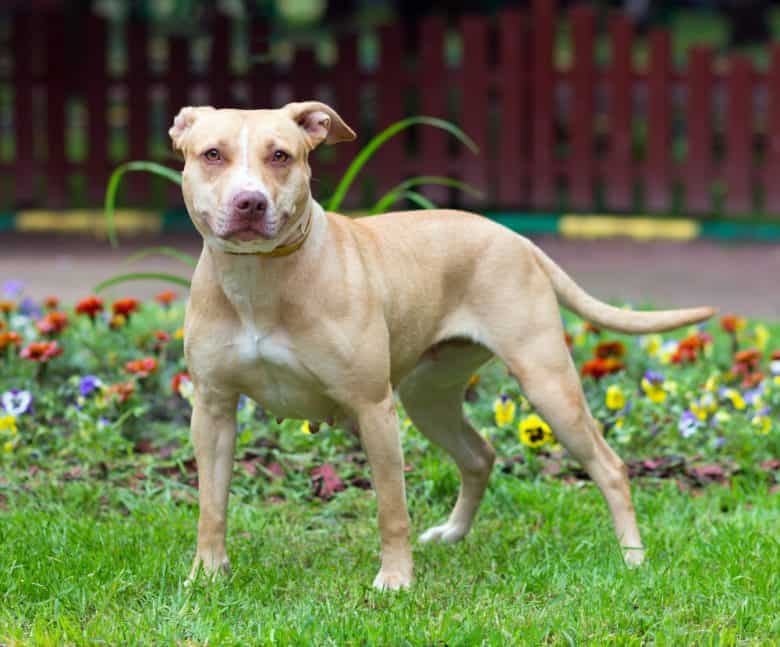 American Pit Bull Terrier standing outdoors