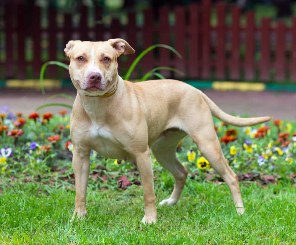 brindle bullboxer