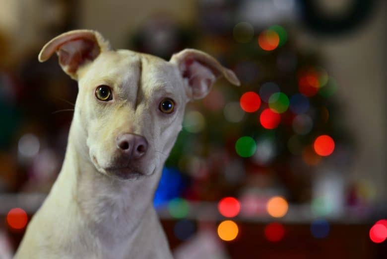 Pitbull Mix With Chihuahua