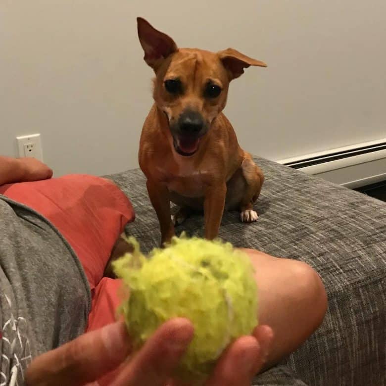 Chihuahua Pitbull Mix looking at a ball