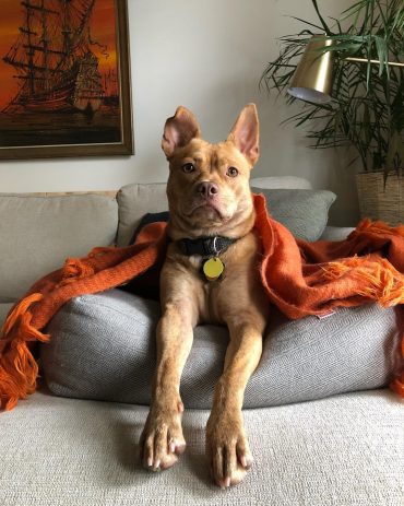 Pitbull Chihuahua Mix on a couch