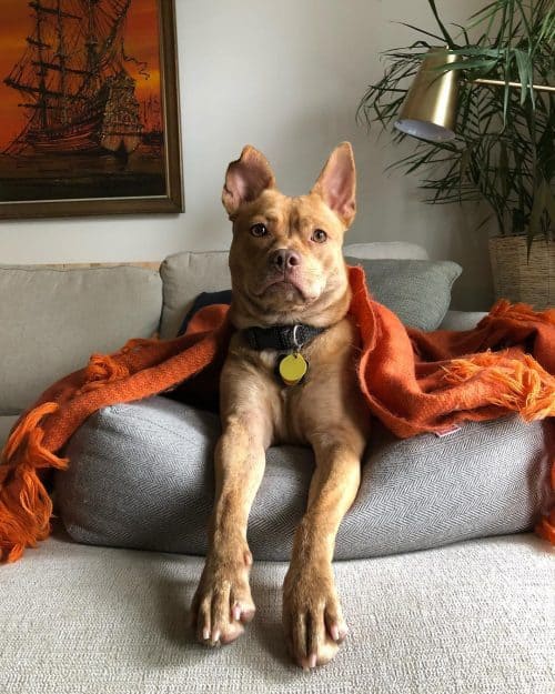Pitbull Chihuahua Mix: A Guide to Owning a Chipit - K9 Web