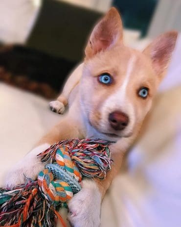 pit mixed with husky