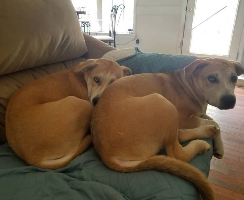 Pitbull Husky Mixes side by side