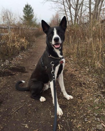 Pitbull Husky Mix standing outdoors