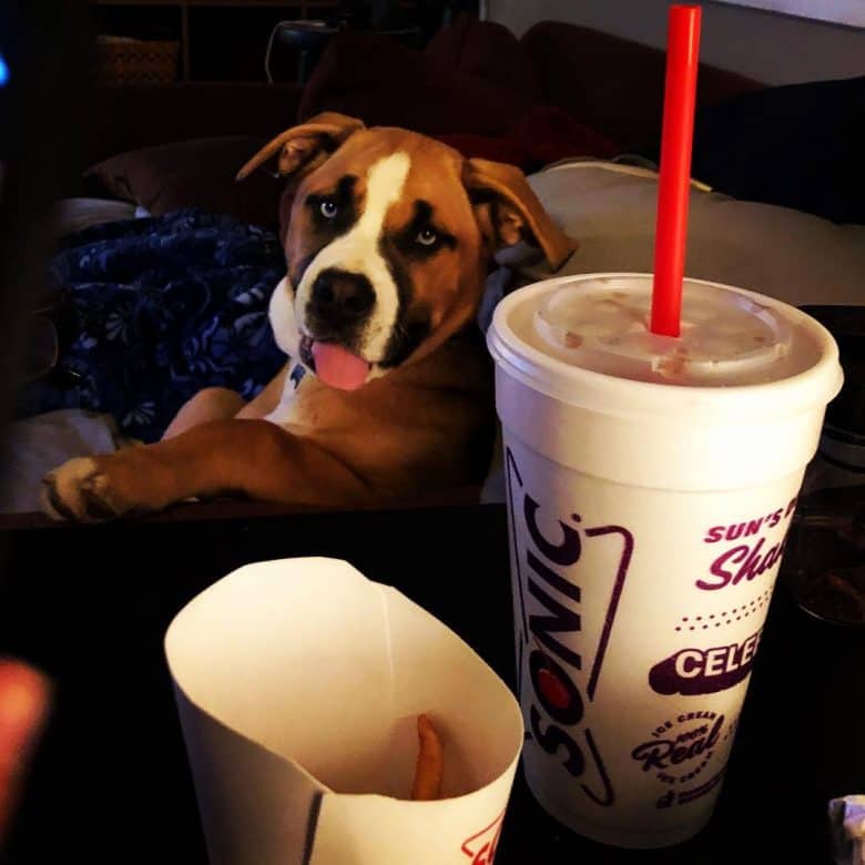 Pitbull Husky Mix looking at food