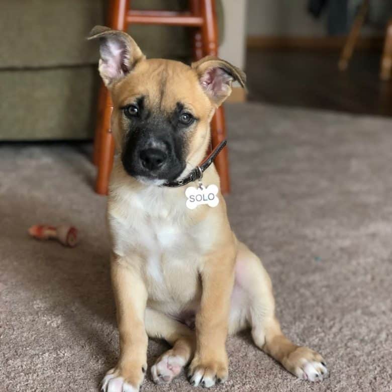 Pitbull Husky Mix puppy