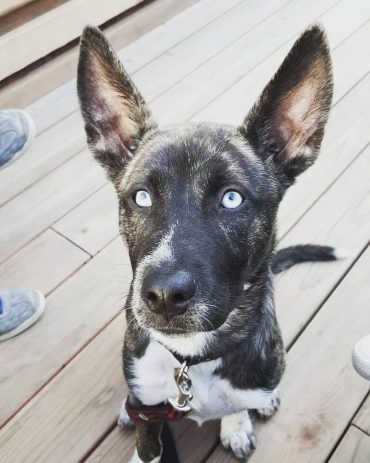 Pitsky sitting outdoors