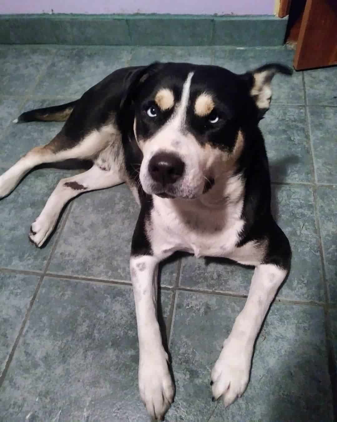 blue nose pit mixed with husky