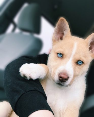 husky and pitbull breed