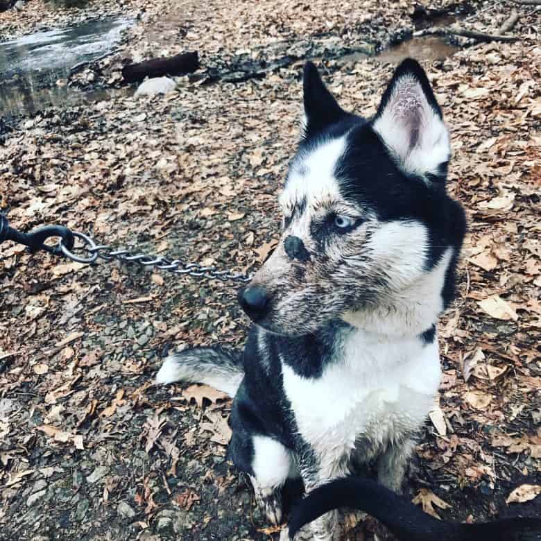 Pitbull Husky Mix outdoors