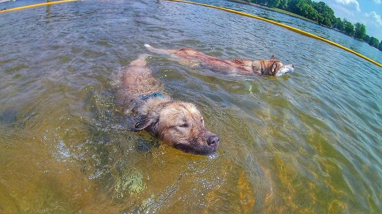 Pitbull Husky mix swimming