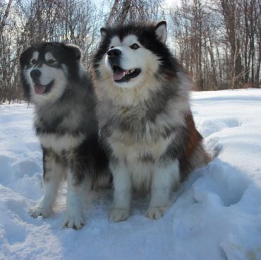 Alaskan Huskies sitting in the snow