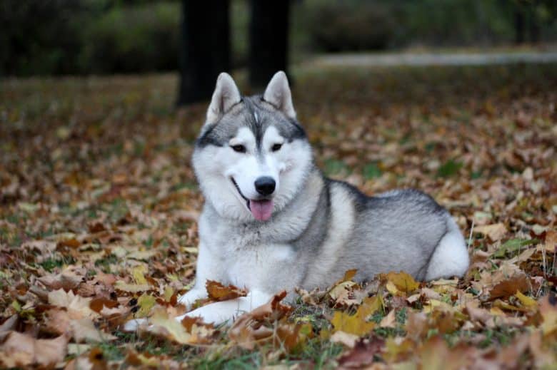 Siberian Husky sitting in leaves