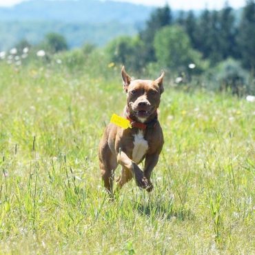 Pocket Pitbull running outdoors