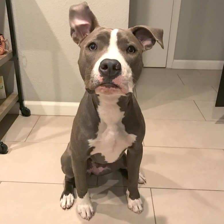 Pocket Pitbull sitting down with one ear up