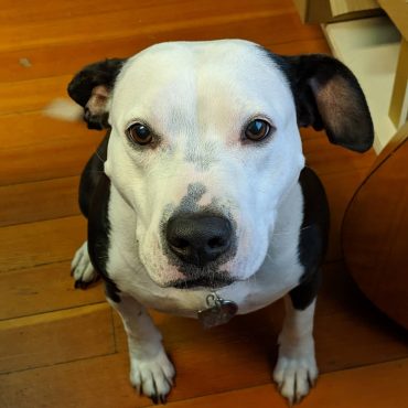 Mini Pit Bull looking up at its owner