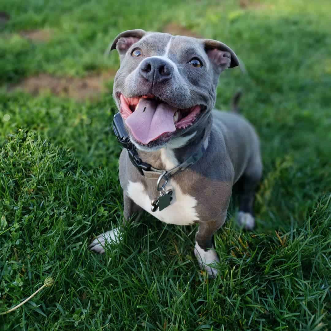 pitbull and small dogs