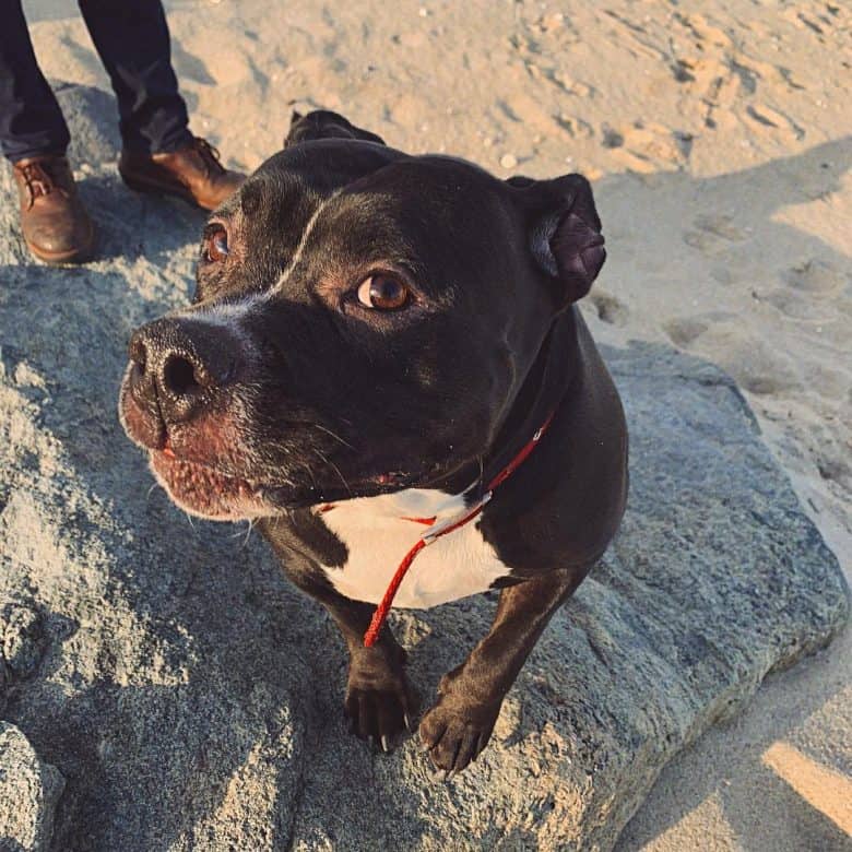 Pocket Pitbull at the beach